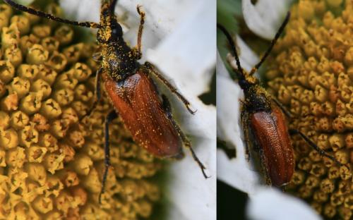 Pseudovadonia livida